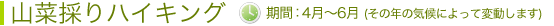 山菜採り　開催期間：4月～6月（その年の気候によって変動します）