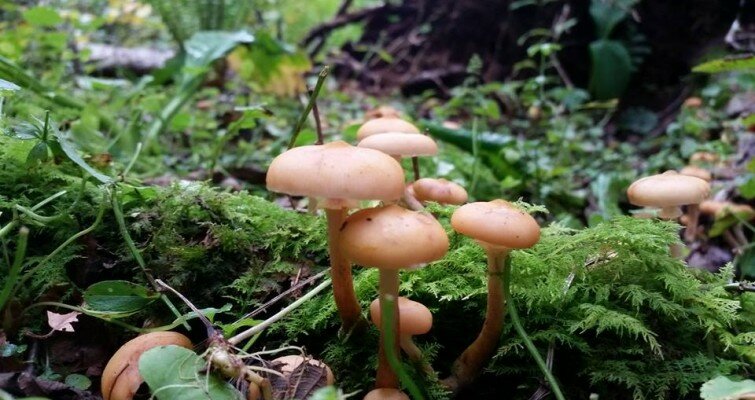 14238218_1137302889691739_8927805883743818516_n